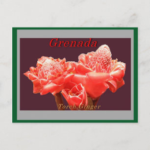 Cartão Postal Torch Ginger