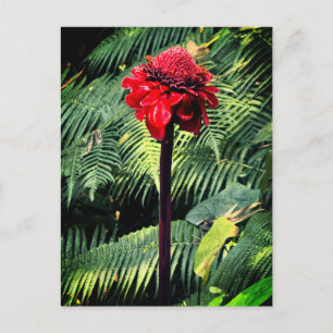 Cartão Postal Torch Ginger
