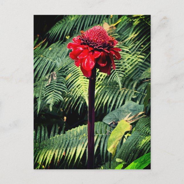 Cartão Postal Torch Ginger (Frente)