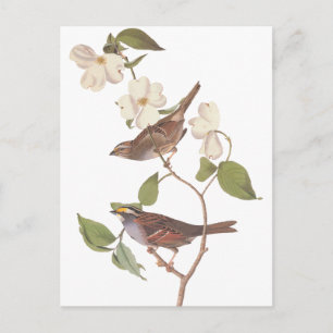 Cartão Postal Tordo-de-pescoço-branco de Audubon