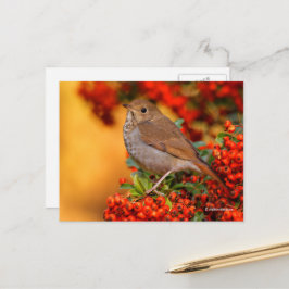 Cartão Postal Tordo-Recluso Deslumbrante em Pyracantha