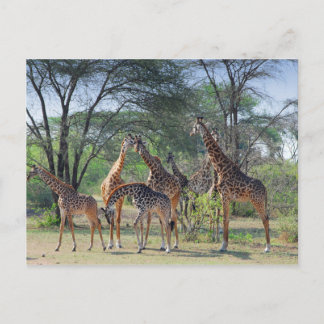 Cartão Postal Torre das Girafas