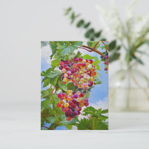 Cartão Postal Torrese Sunny - Uvas Coloridas Ainda Tintas De Vid