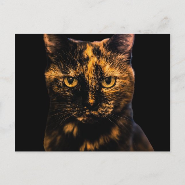 Cartão Postal Tortie Cat Love Design nº 2 (Frente)