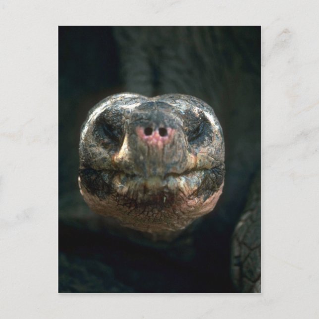 Cartão Postal Tortoise Giant Dome-Shaped (Frente)