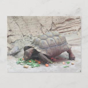Cartão Postal Tortoise Turtle Réptil