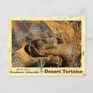 Cartão Postal Tortoises do Deserto estão ameaçados de extinç
