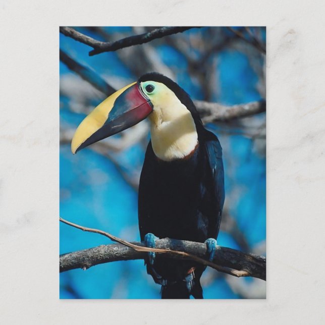 Cartão Postal Toucan (Frente)