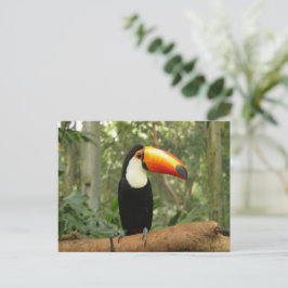 Cartão Postal Toucan na ramificação da árvore