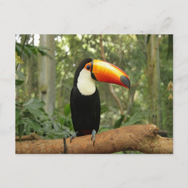 Cartão Postal Toucan na ramificação da árvore (Frente)
