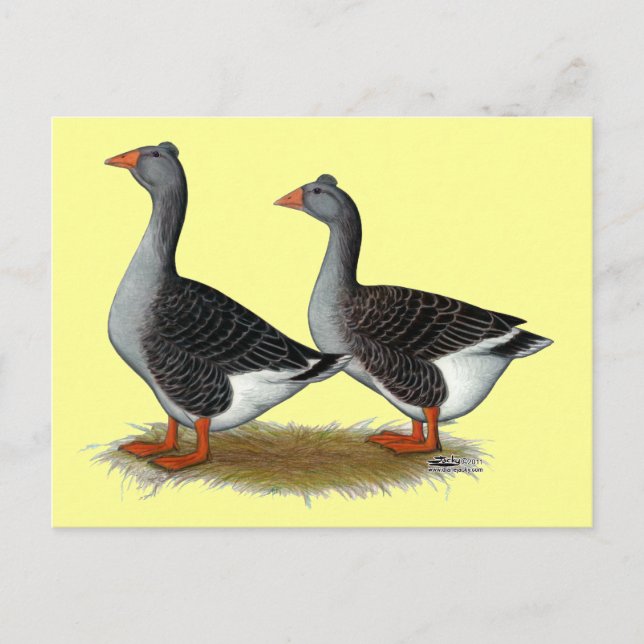 Cartão Postal Toulouse Geese Tufted (Frente)