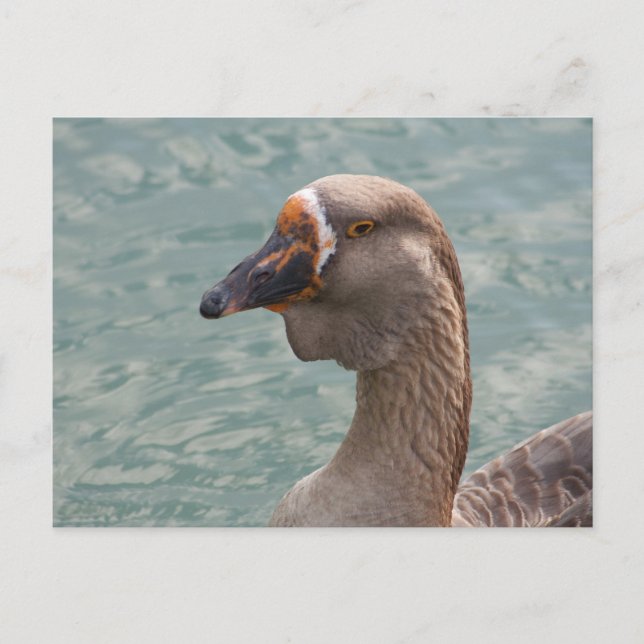 Cartão Postal Toulouse Goose (Frente)