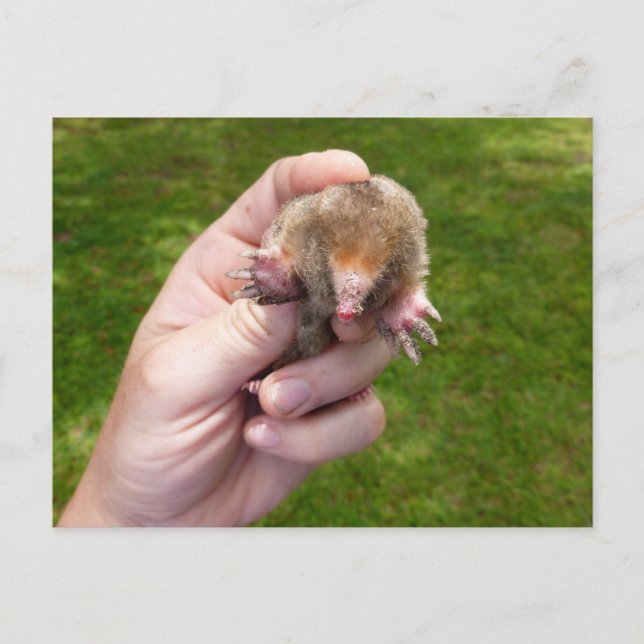 Cartão Postal toupeira na mão contra grama.jpg (Frente)