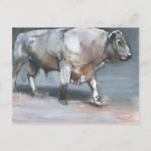 Cartão Postal Touro Galloway de Fresno