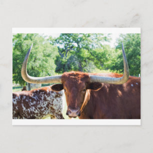 Cartão Postal Touro Longhorn do Texas magnífico