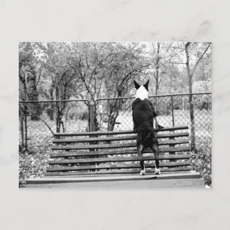 Cartão Postal Touro terrier