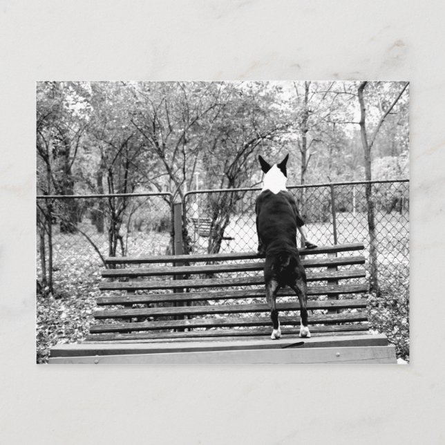 Cartão Postal Touro terrier (Frente)