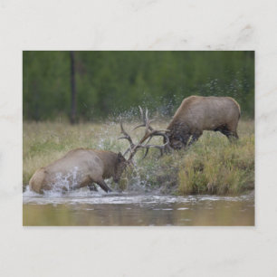 Cartão Postal Touros-alces lutando, Yellowstone NP, Wyoming