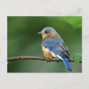 Cartão Postal Toutinegra-azul-fêmea, Sialia sialis