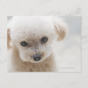 Cartão Postal toy poodle