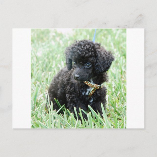 Cartão Postal Toy Poodle Puppy (Frente)
