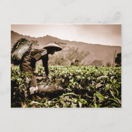 Cartão Postal Trabalhadora das plantações de chá indonésias 2, c