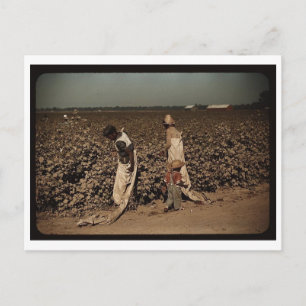 Cartão Postal Trabalhadores do dia que colhem algodão, perto de 