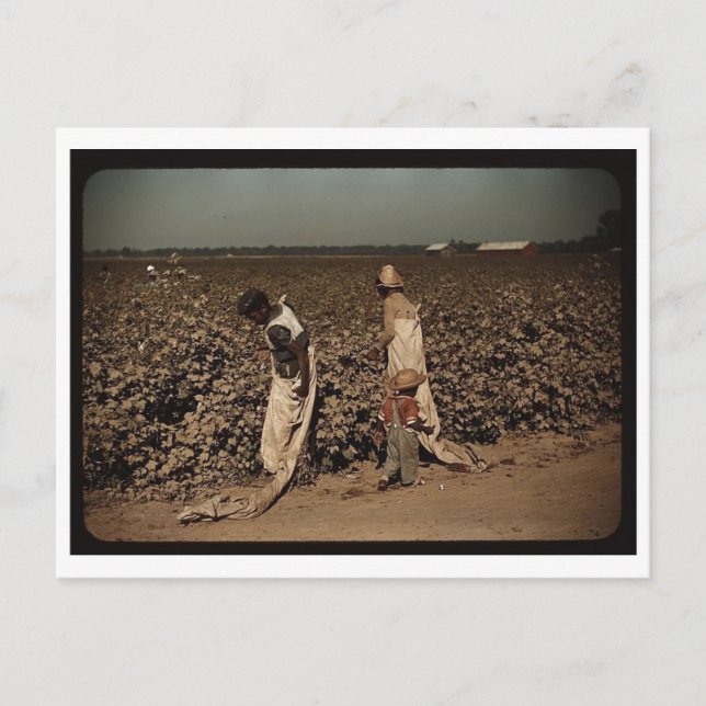 Cartão Postal Trabalhadores do dia que colhem algodão, perto de  (Frente)