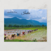Trabalhadores em um arrozal em Odisha Índia