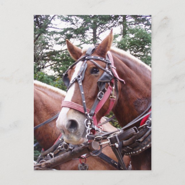 Cartão Postal Trabalhando assustado (Frente)