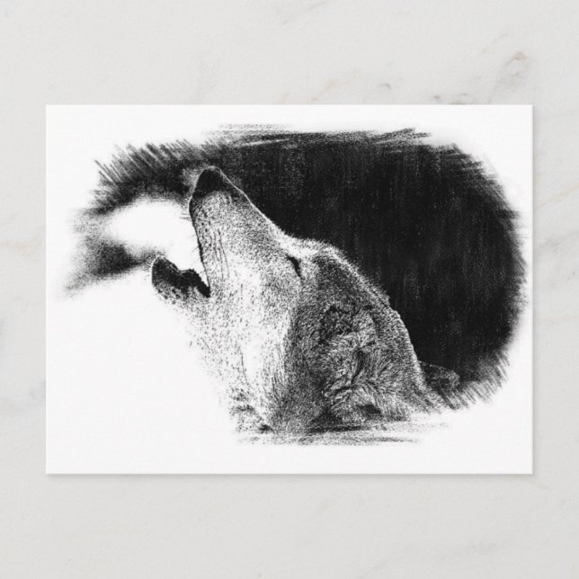 Cartão Postal Trabalho de arte de desenho do lobo da Cinza branc (Frente)