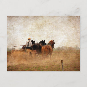 Cartão Postal Trabalho no Campo Alimentado com Cavalos