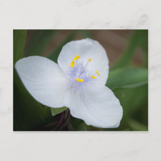 Cartão Postal Tradescantia Andersoniana "Osprey" Flor