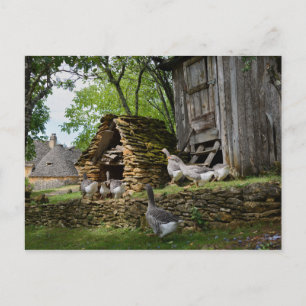 Cartão postal tradicional de fazenda de ganso de f