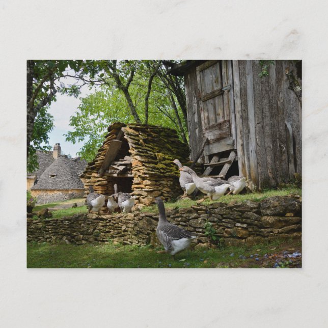 Cartão postal tradicional de fazenda de ganso de f (Frente)
