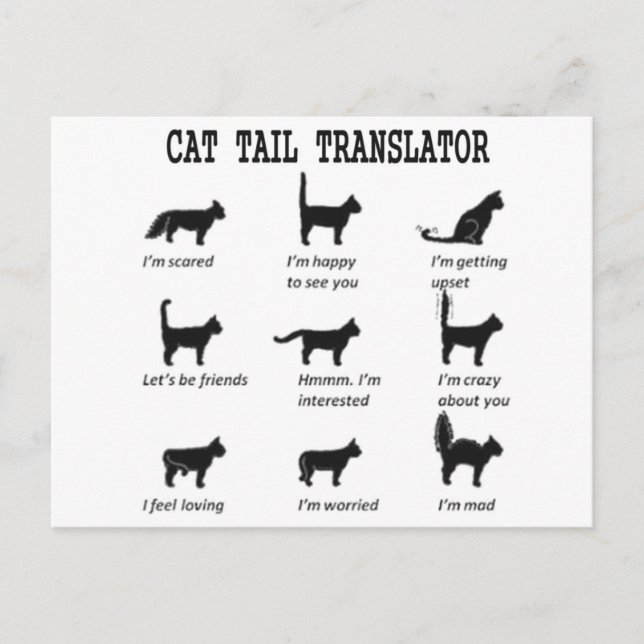 CARTÃO POSTAL TRADUTOR DE RABO DE GATO (Frente)