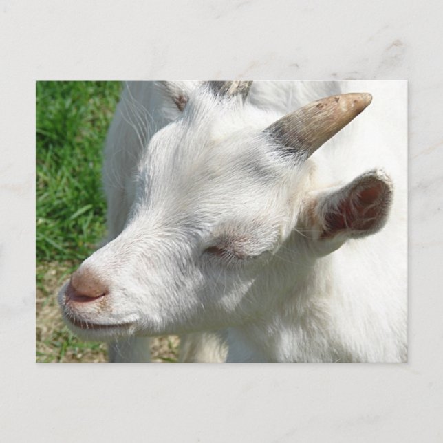 Cartão Postal Traga-me alguns matizes (Frente)