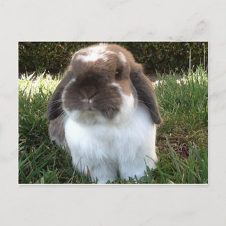 Cartão Postal Tragam um pouco de fúria na sua vida!