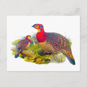 Cartão Postal Tragopan de barriga acinzentada