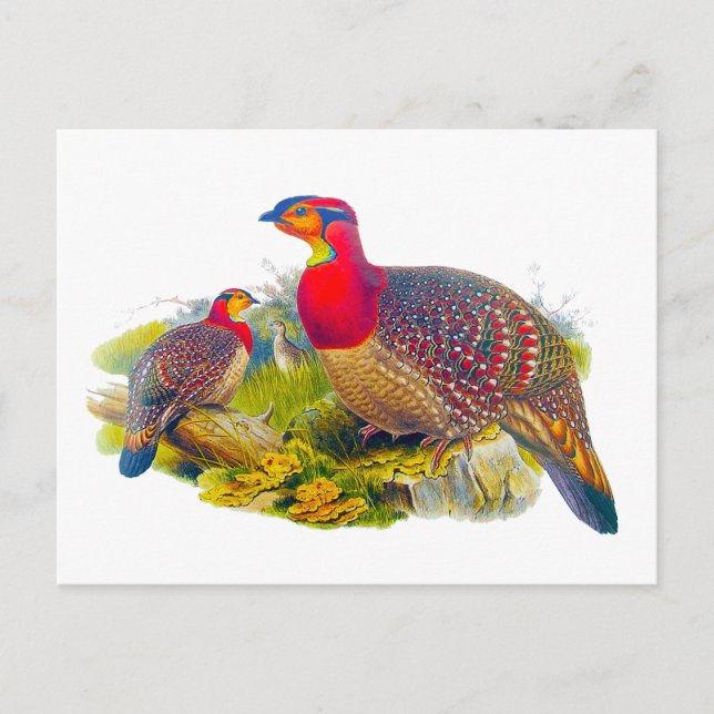 Cartão Postal Tragopan de barriga acinzentada (Frente)