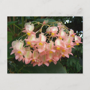 Cartão Postal Trailing Begonia