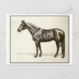 Cartão Postal Trakehner Stallion
