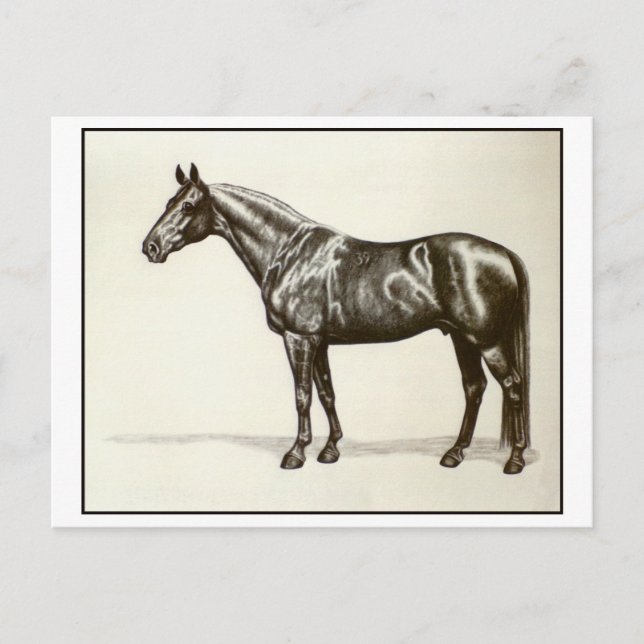 Cartão Postal Trakehner Stallion (Frente)