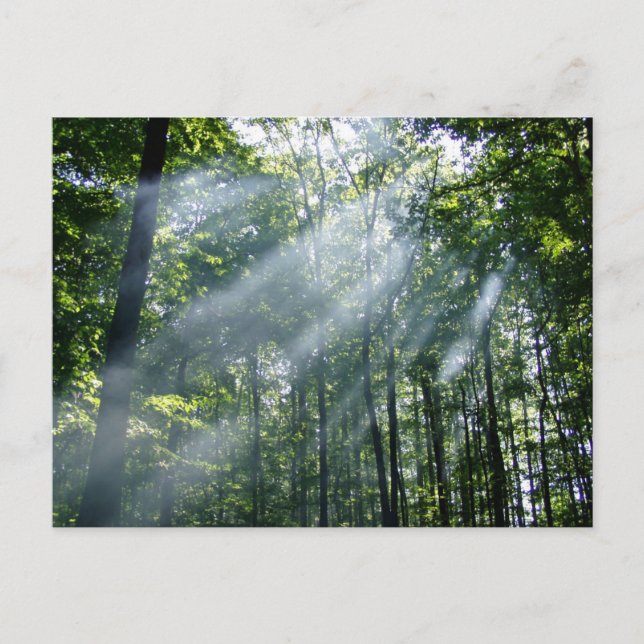 Cartão Postal Tranquilidade preguiçosa (Frente)