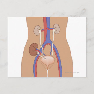 Cartão Postal Transplante renal