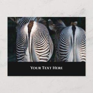Cartão Postal Traseiros de Zebra Animais Selvagens Engraçados