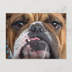 Cartão Postal Travesseiro decorativo Inglês Bulldog