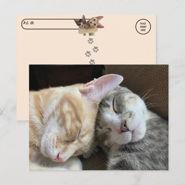 Cartão Postal Travessia - Gatinhos Dormindo Taz e Gato de Tito (Frente/Verso)