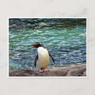 Cartão Postal trecho de pinguim fiordland