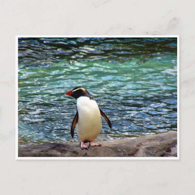 Cartão Postal trecho de pinguim fiordland (Frente)